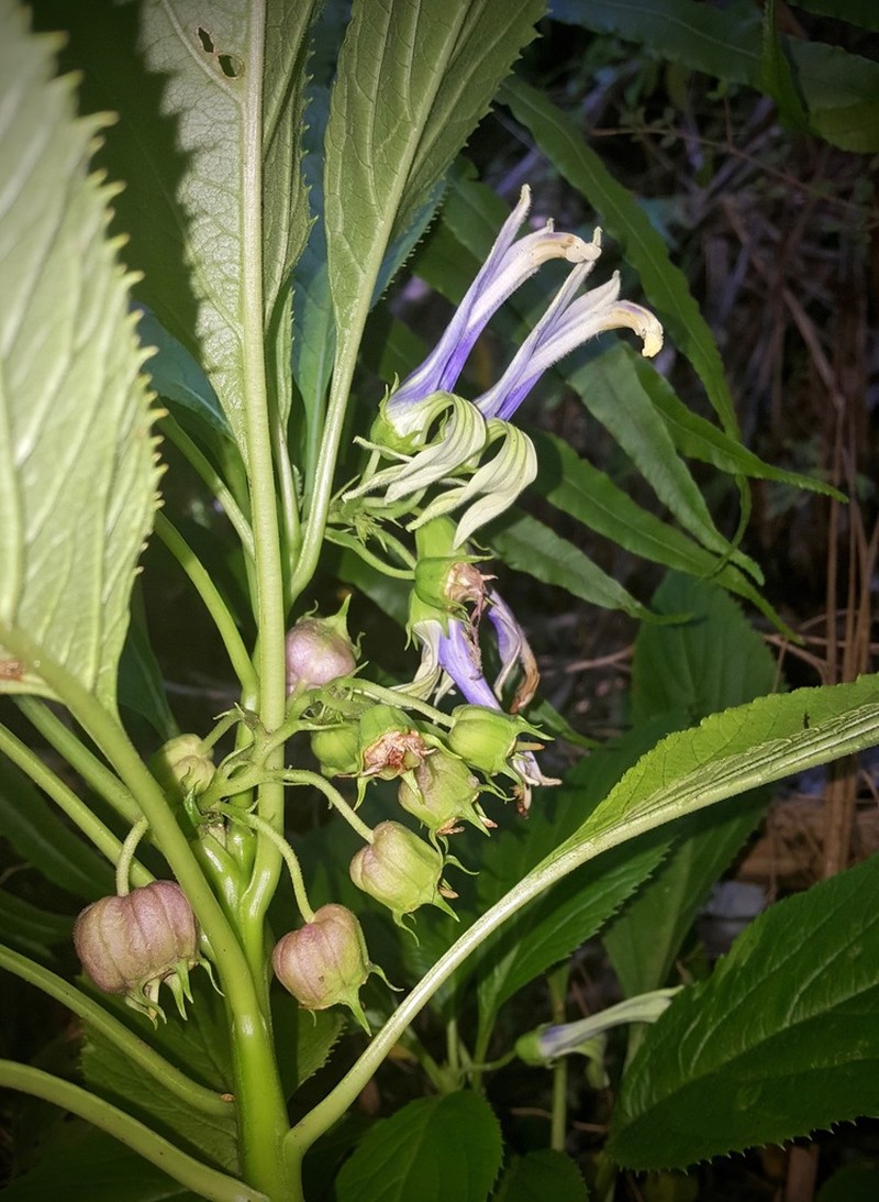 Lobelia physaloides photo 6