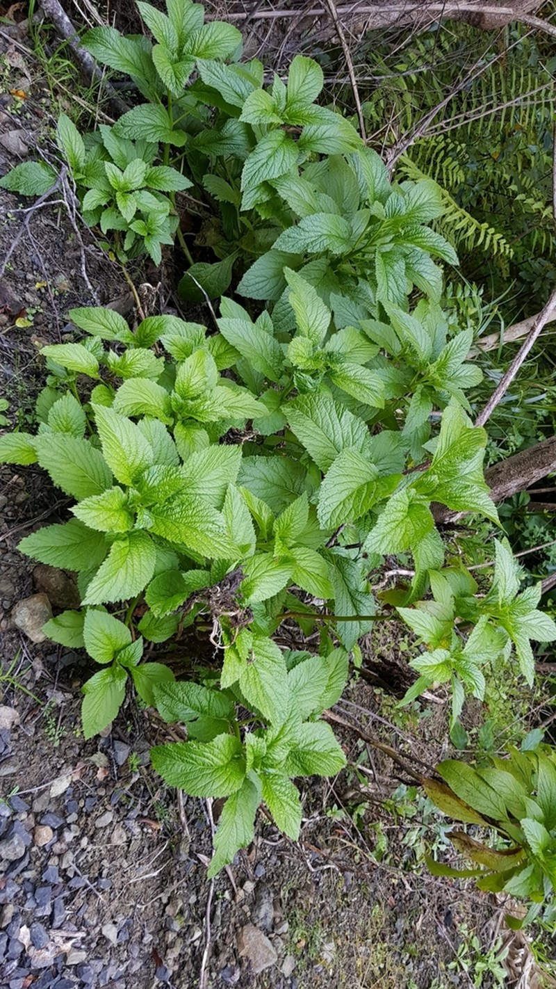 Lobelia physaloides photo 7