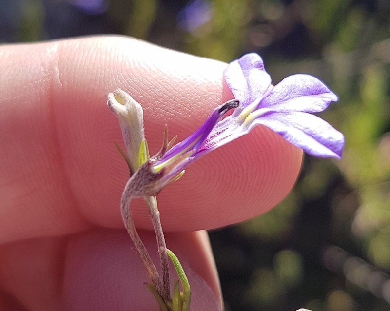 Lobelia pinifolia