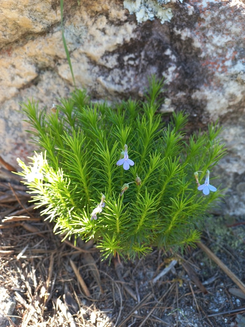 Lobelia pinifolia photo 2