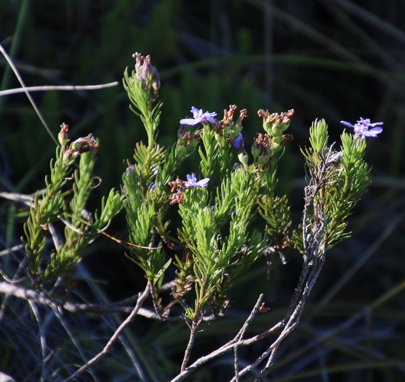 Lobelia pinifolia photo 3