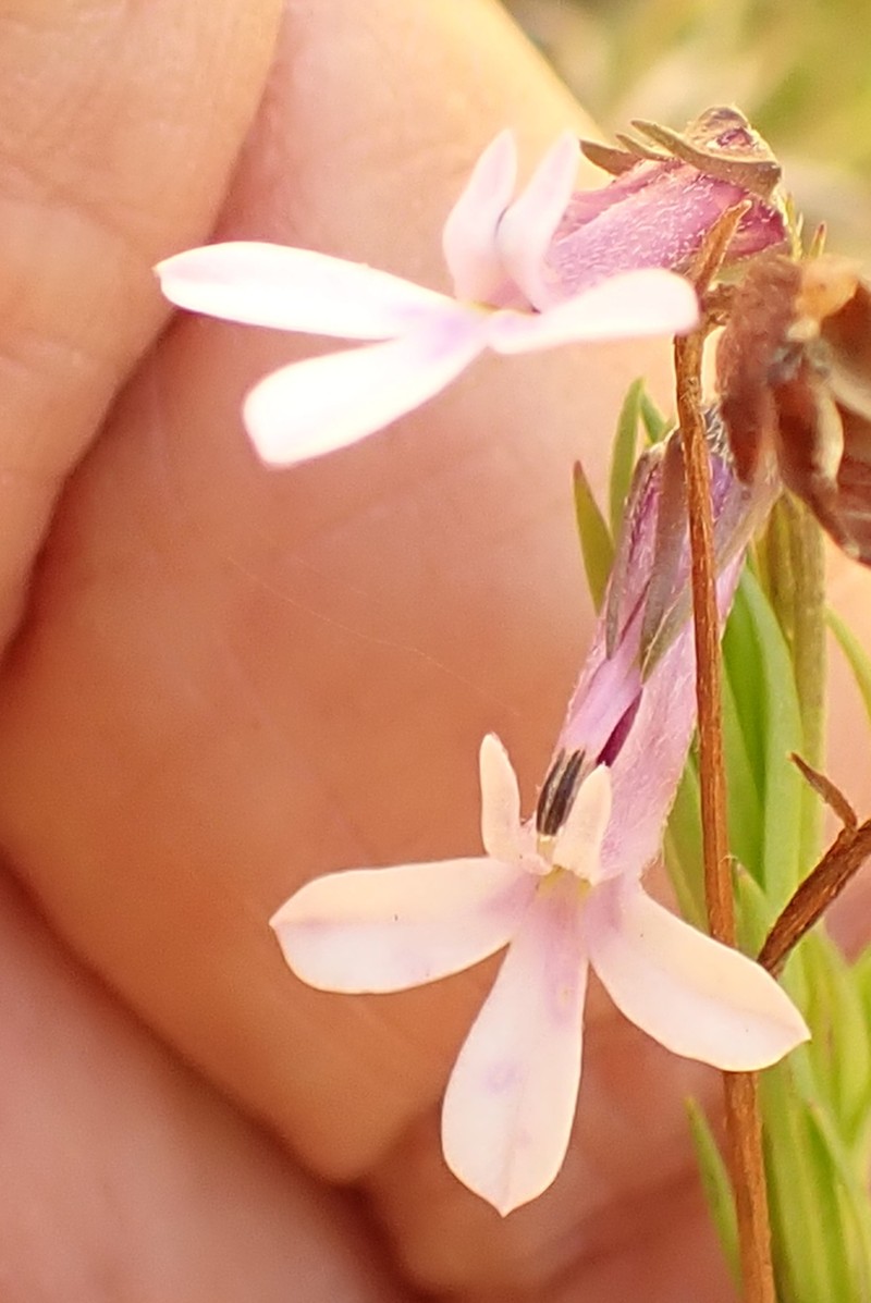 Lobelia pinifolia photo 4