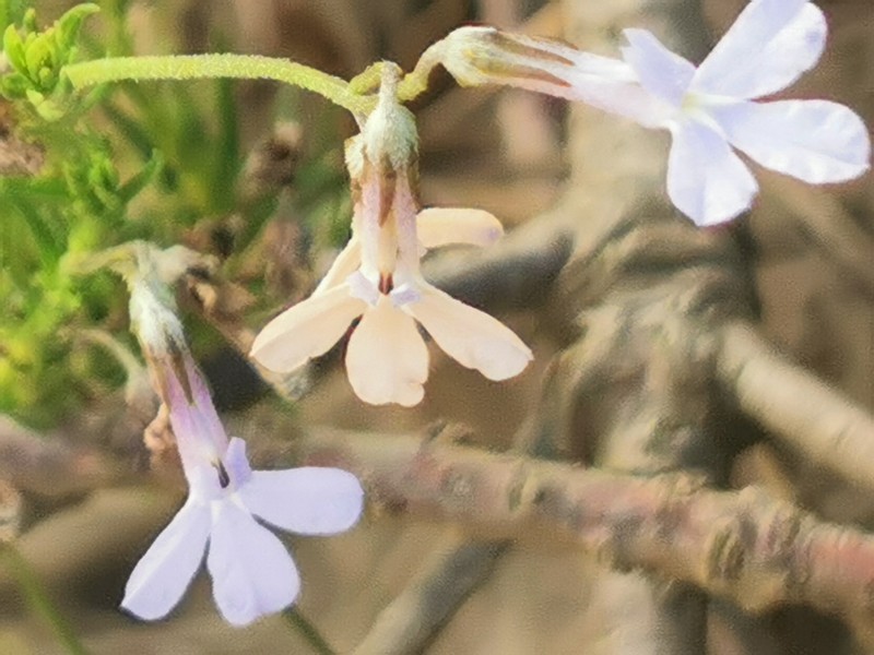 Lobelia pinifolia photo 5