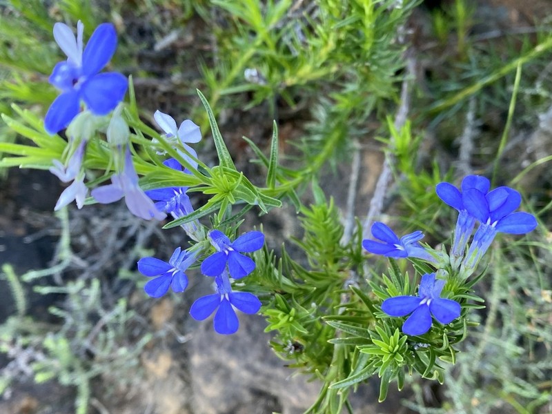 Lobelia pinifolia photo 6