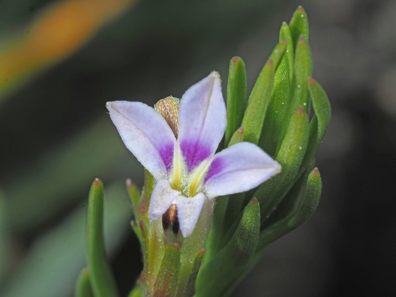 Lobelia pinifolia photo 7