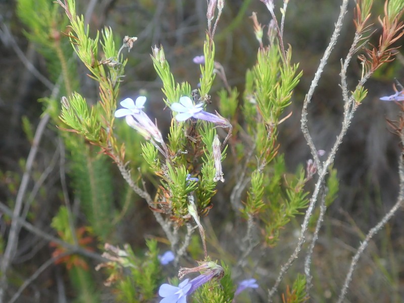 Lobelia pinifolia photo 8
