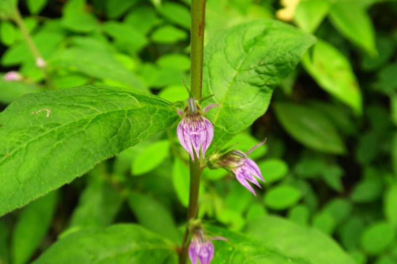 Lobelia pleotricha