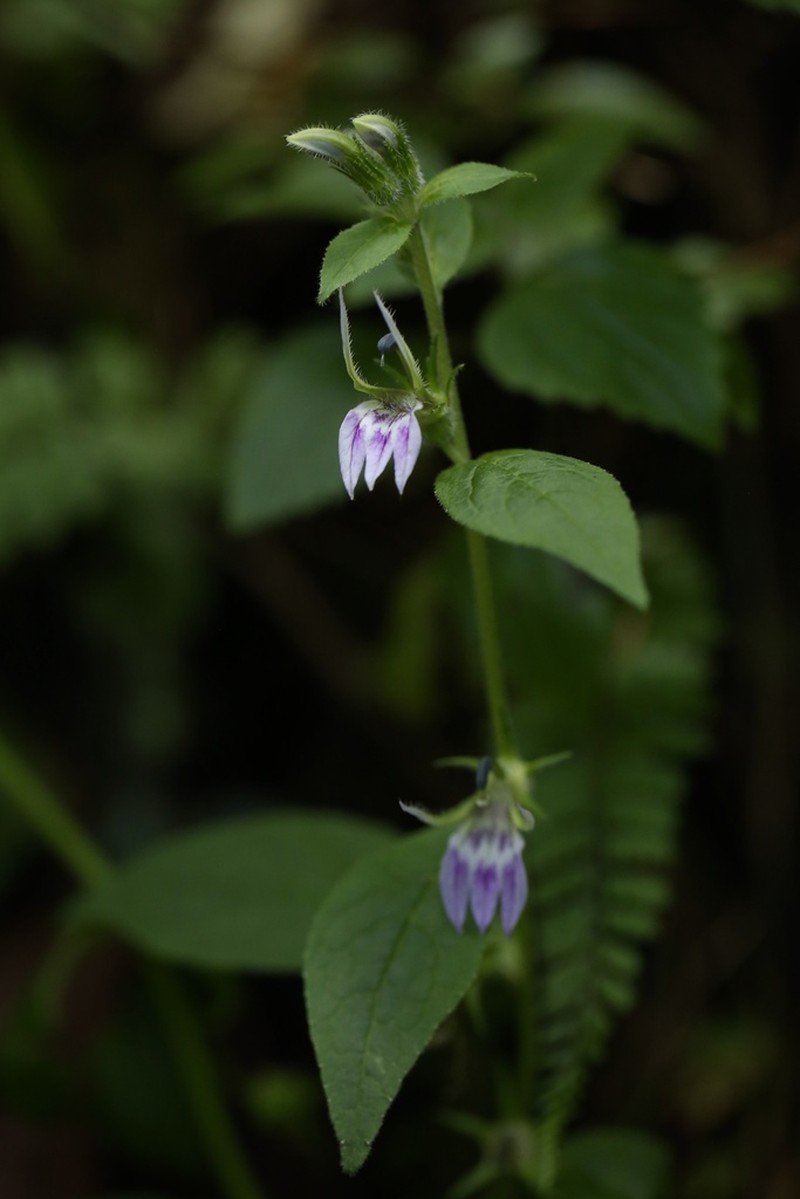 Lobelia pleotricha photo 2