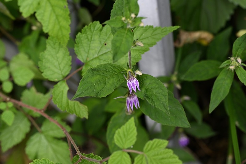 Lobelia pleotricha photo 3