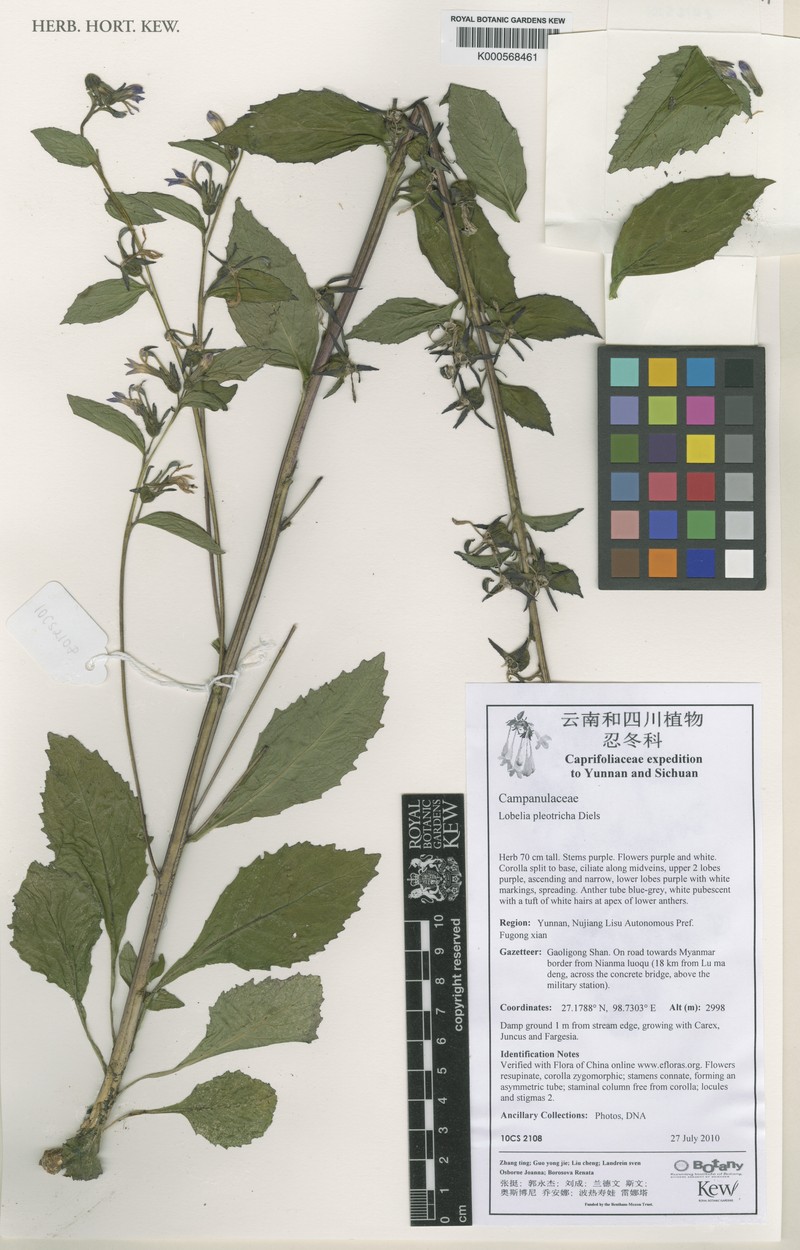Lobelia pleotricha photo 4