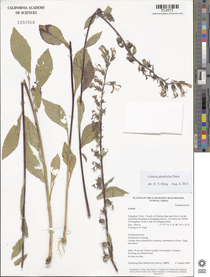 Lobelia pleotricha photo 5