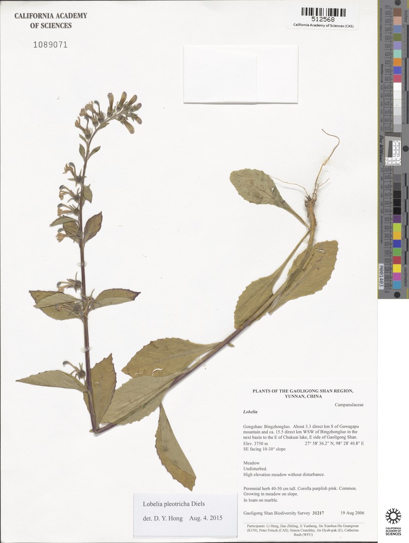 Lobelia pleotricha photo 6