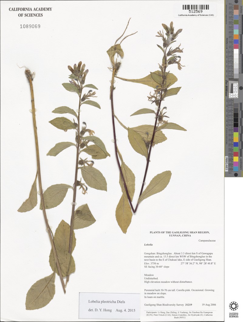 Lobelia pleotricha photo 7