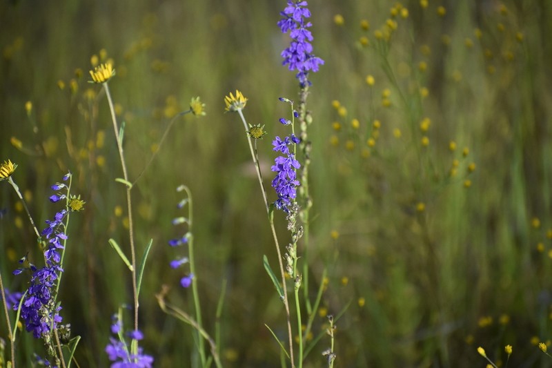 Lobelia poetica