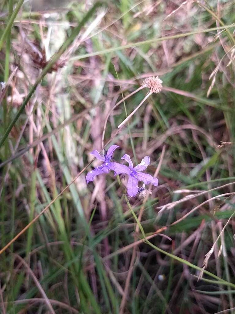 Lobelia poetica photo 2
