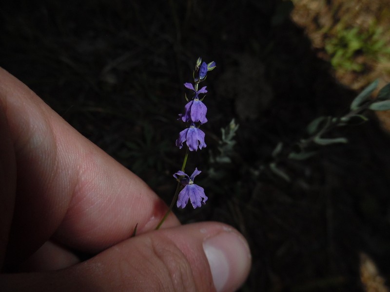 Lobelia poetica photo 3