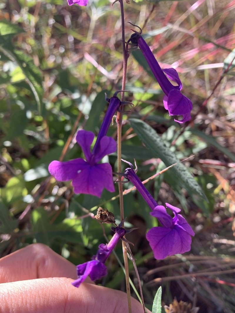Lobelia poetica photo 4
