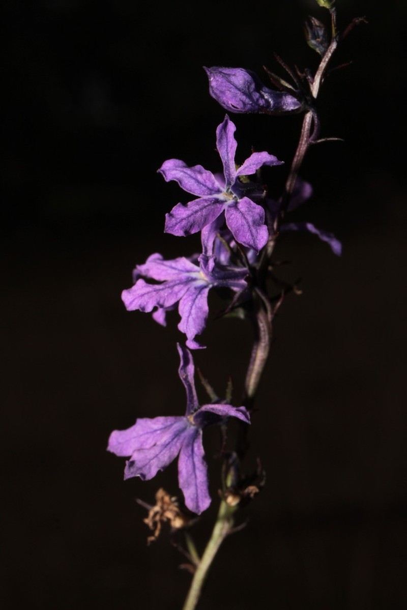 Lobelia poetica photo 5