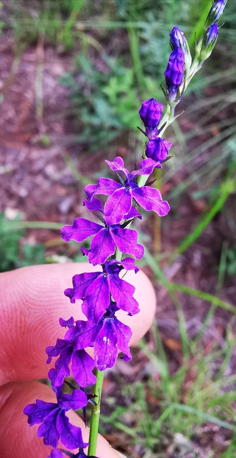 Lobelia poetica photo 6