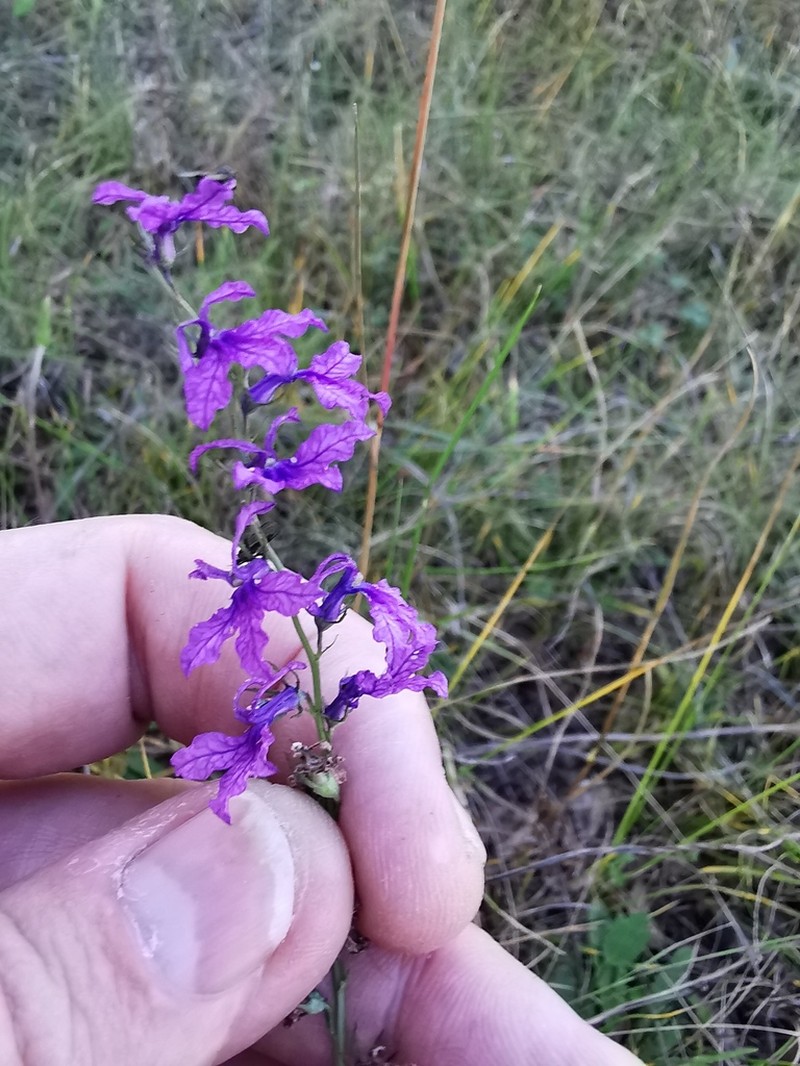 Lobelia poetica photo 7