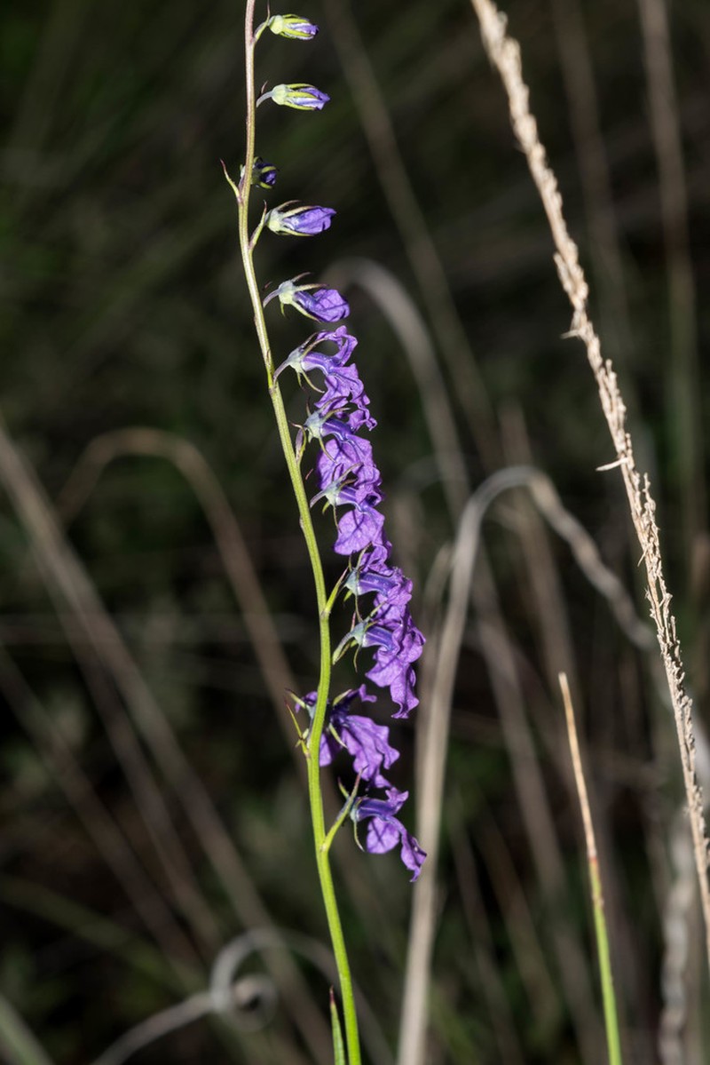 Lobelia poetica photo 8