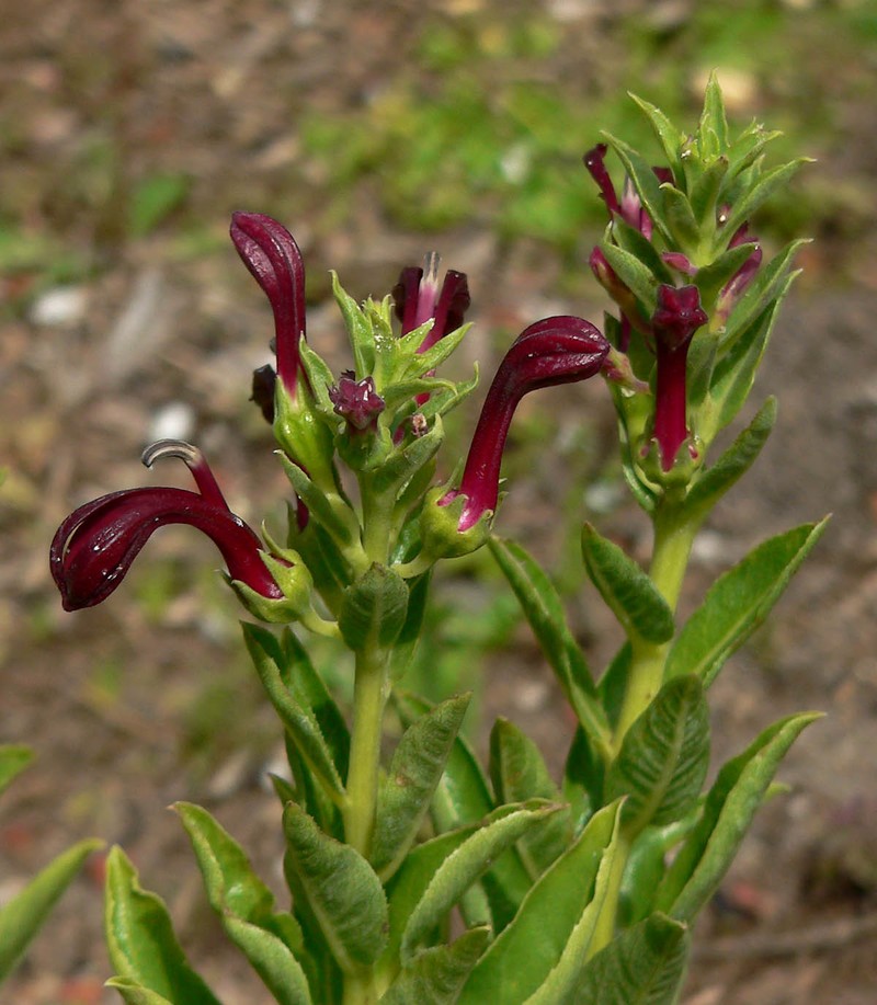 Lobelia polyphylla photo 2