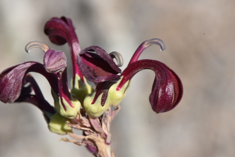 Lobelia polyphylla photo 3