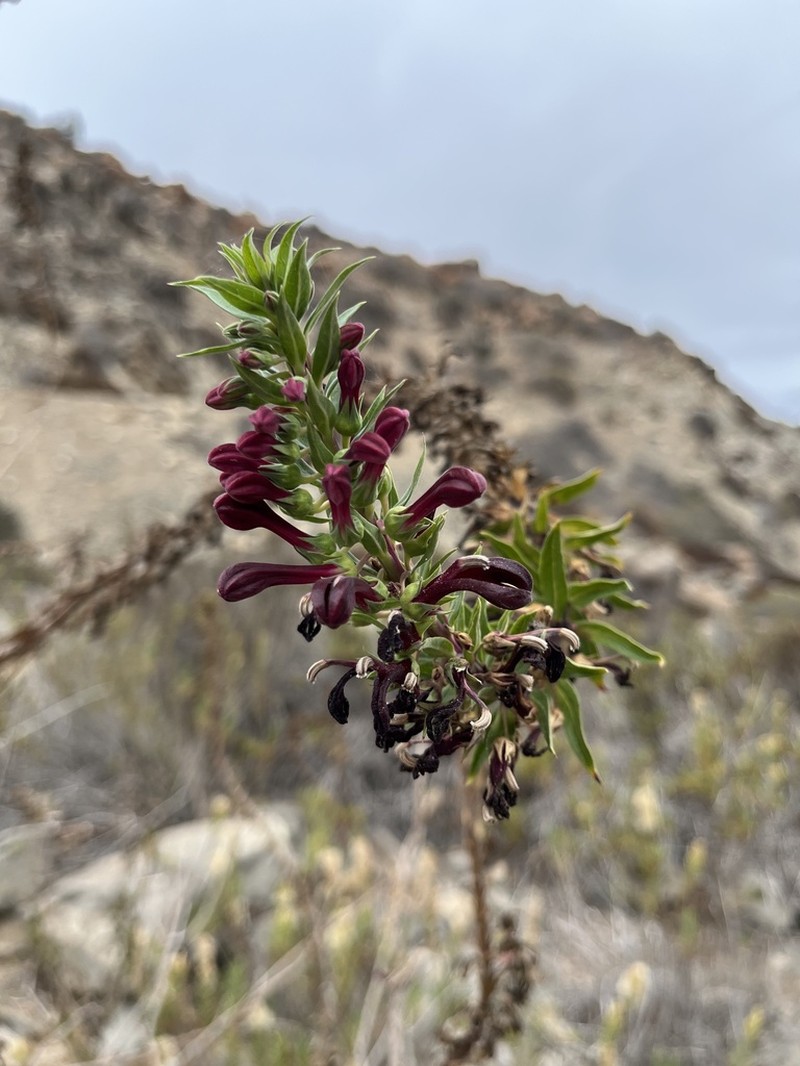 Lobelia polyphylla photo 4