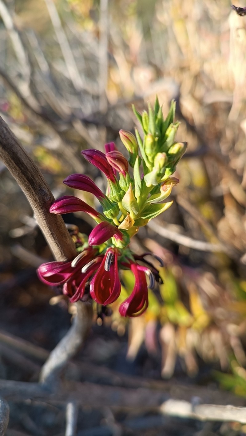 Lobelia polyphylla photo 5