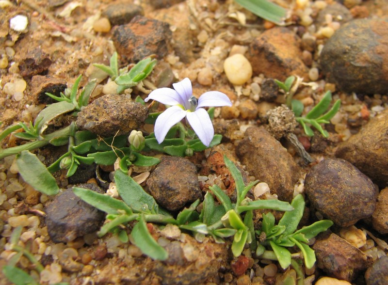 Lobelia pratioides