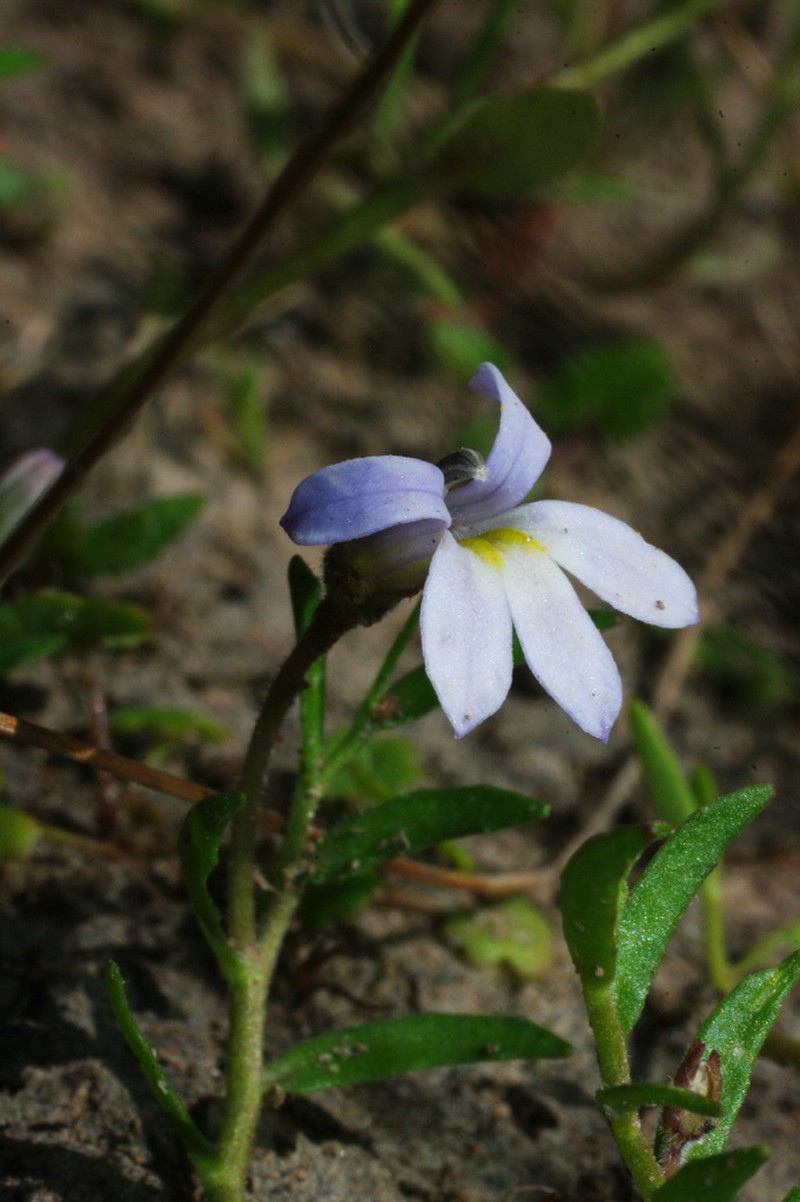 Lobelia pratioides photo 2