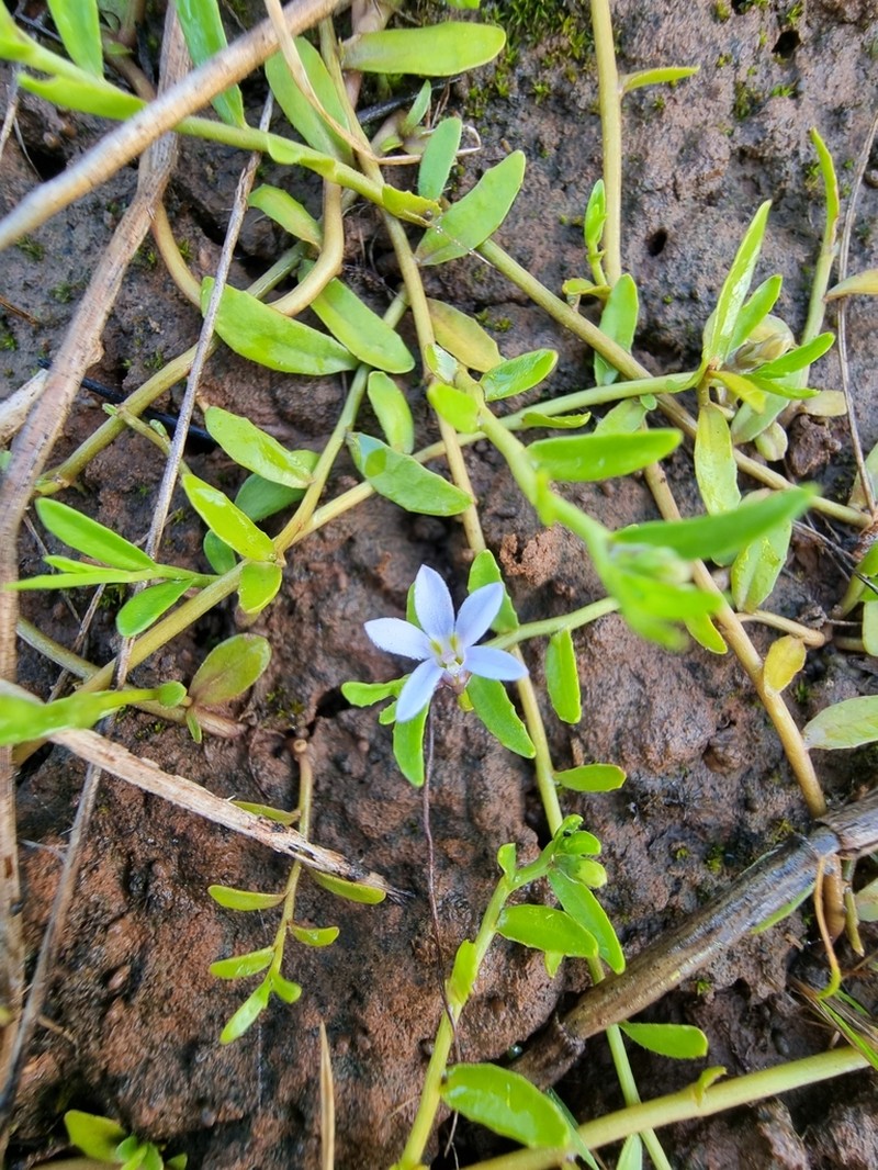 Lobelia pratioides photo 3