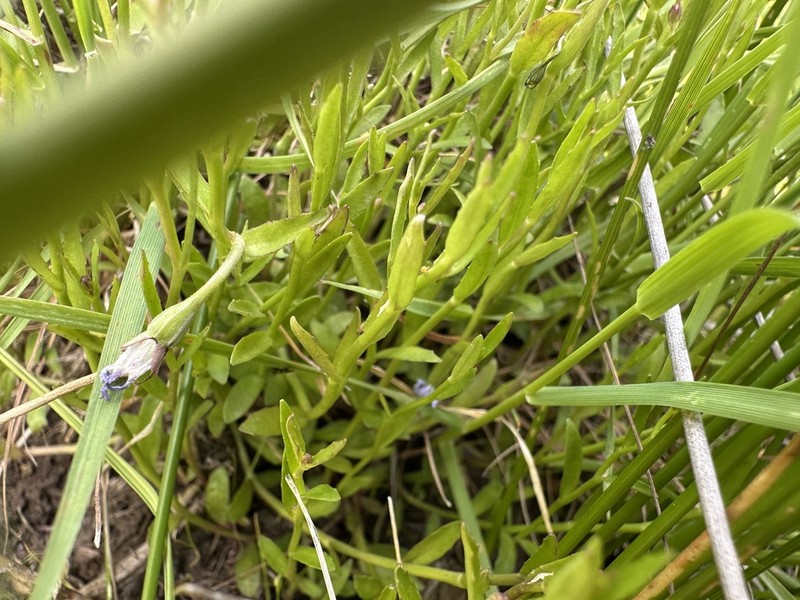 Lobelia pratioides photo 4