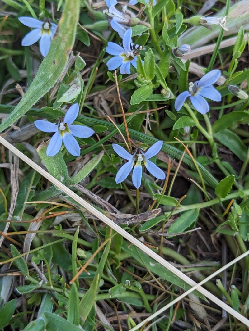 Lobelia pratioides photo 5