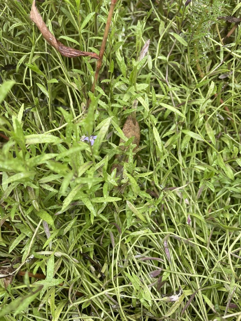 Lobelia pratioides photo 6