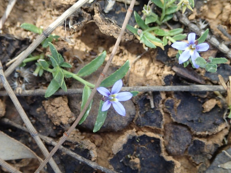 Lobelia pratioides photo 7