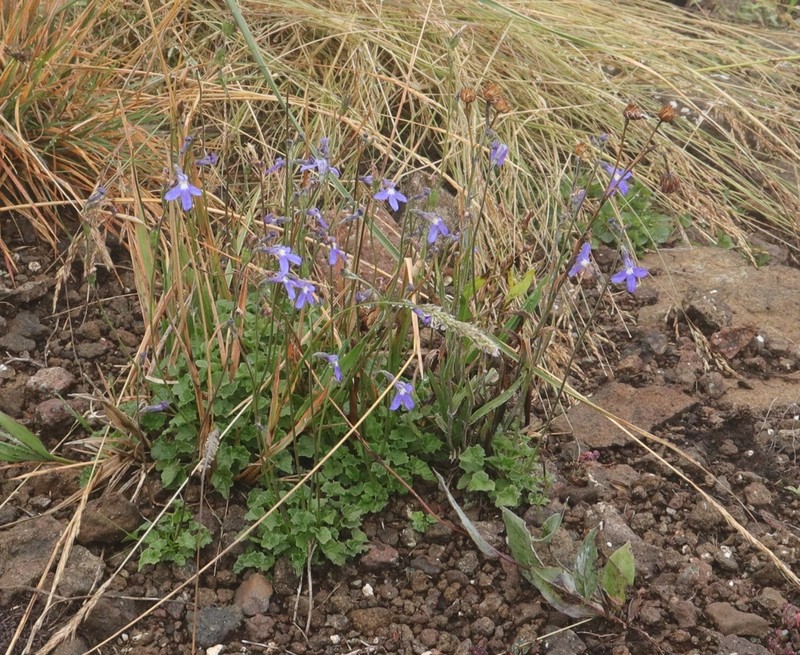Lobelia preslii