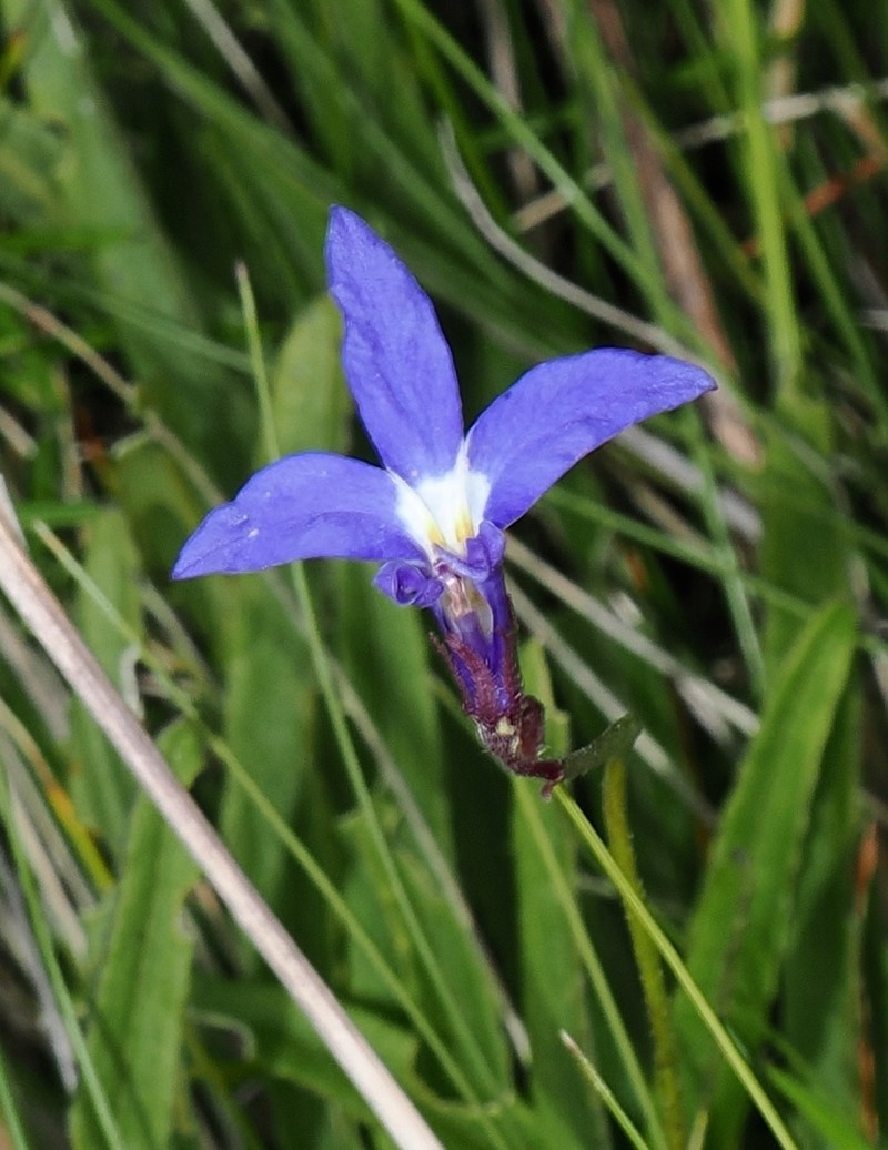 Lobelia preslii photo 3