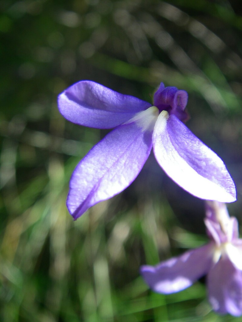Lobelia preslii photo 4
