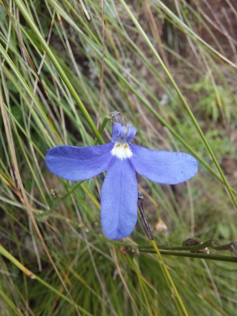 Lobelia preslii photo 5