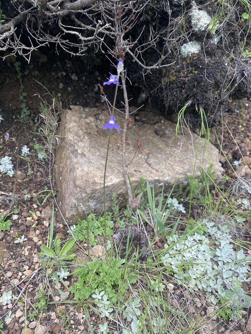 Lobelia preslii photo 7