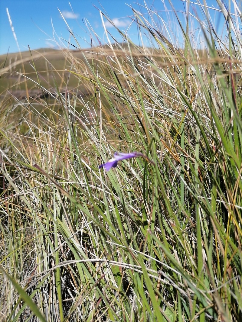 Lobelia preslii photo 8