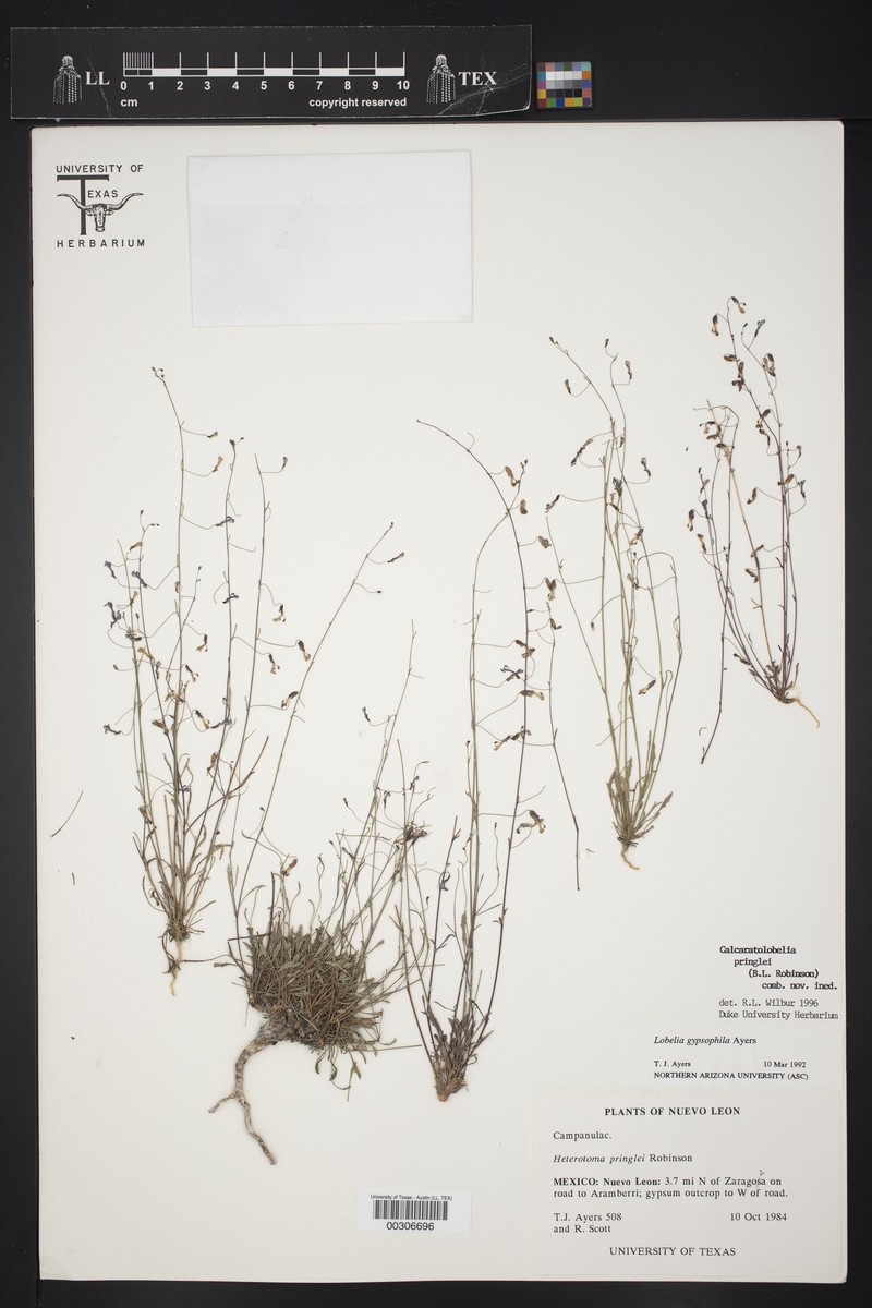 Lobelia pringlei