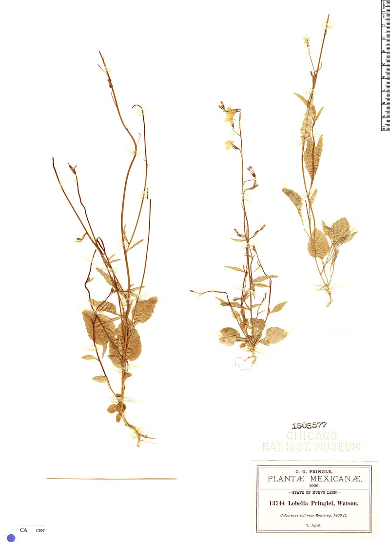 Lobelia pringlei photo 2