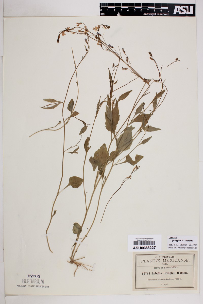Lobelia pringlei photo 3