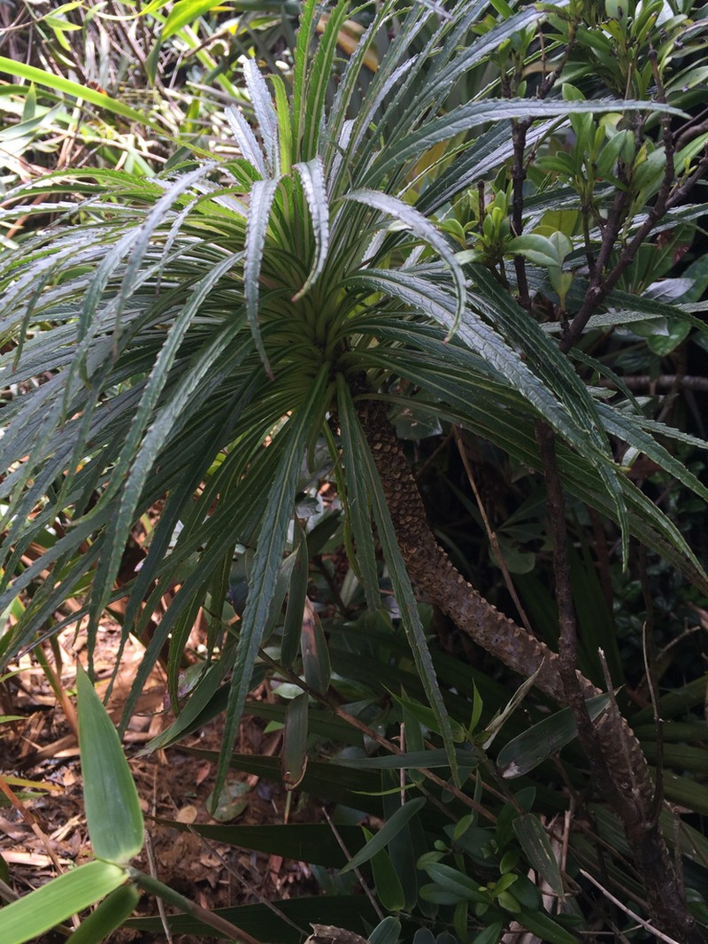 Lobelia proctorii photo 2