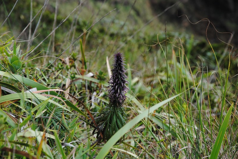 Lobelia proctorii photo 3
