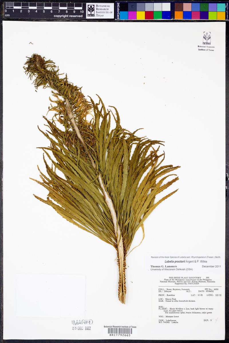 Lobelia proctorii photo 4