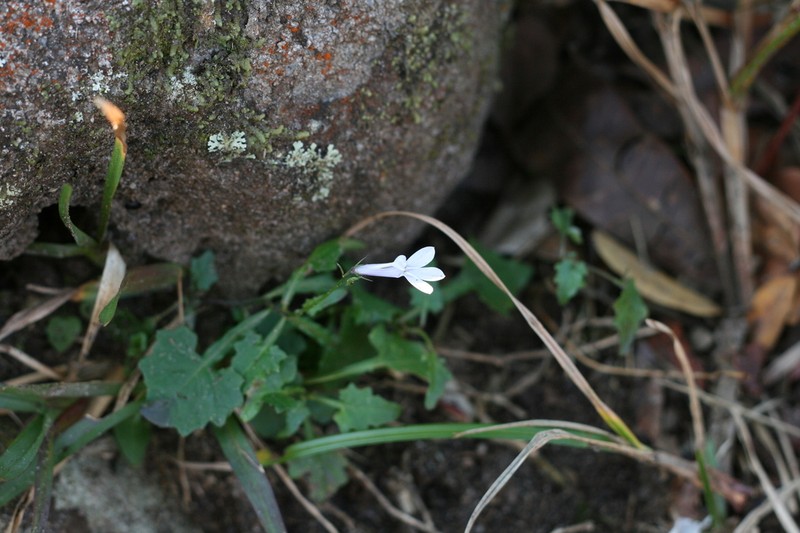 Lobelia pteropoda