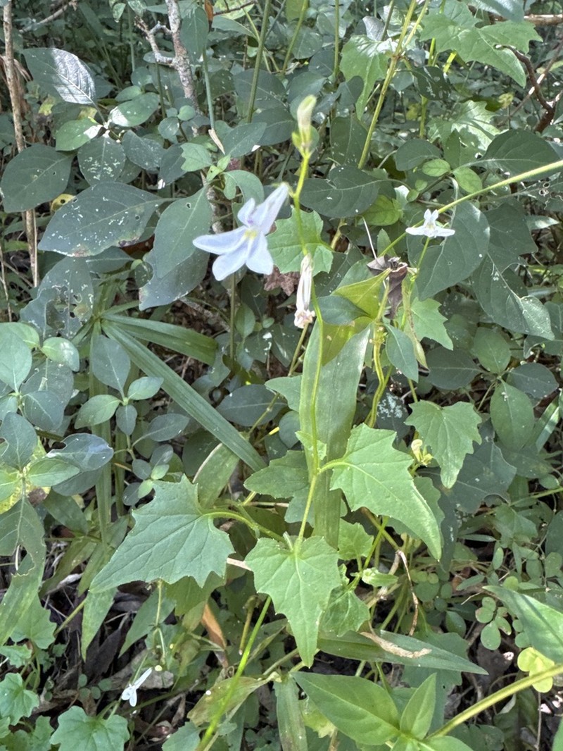 Lobelia pteropoda photo 2